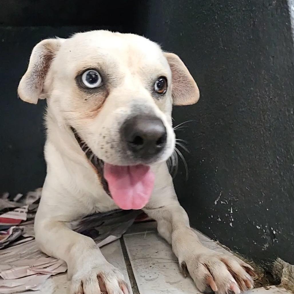 Casper, a Adoptable Mixed Breed in Guaynabo, PR image 3/3