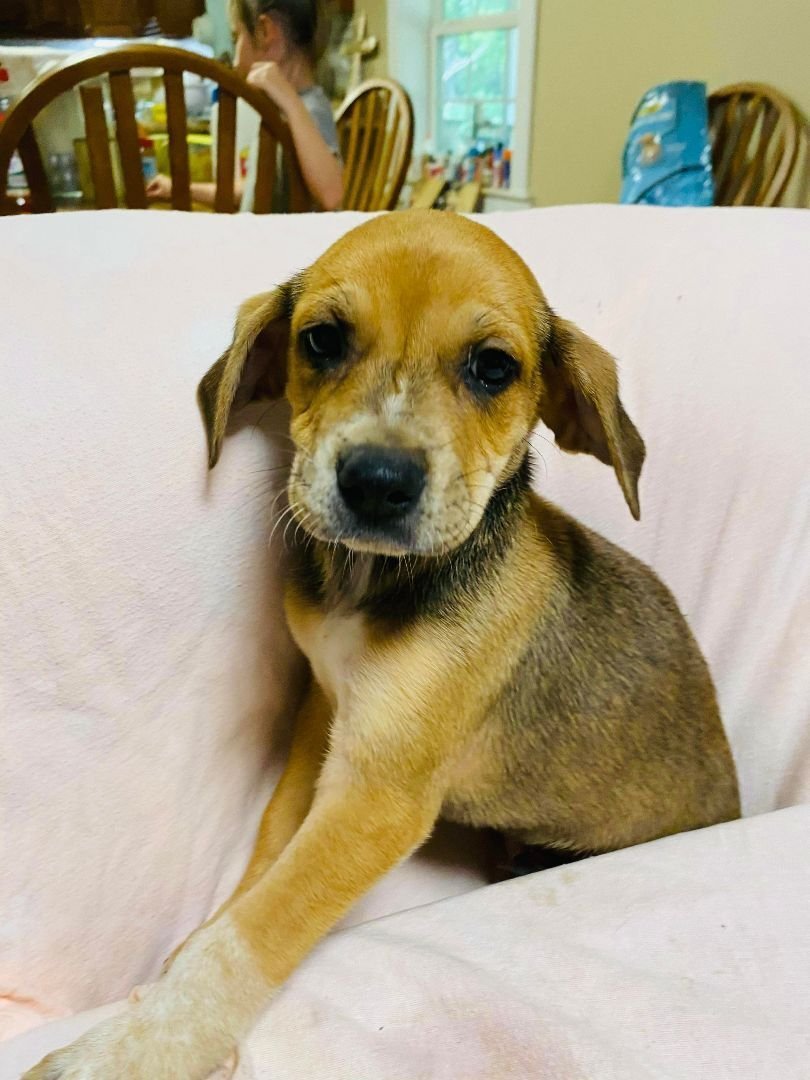 Kiko, a Adoptable mixed breed in Grand Bay, AL image 2/6