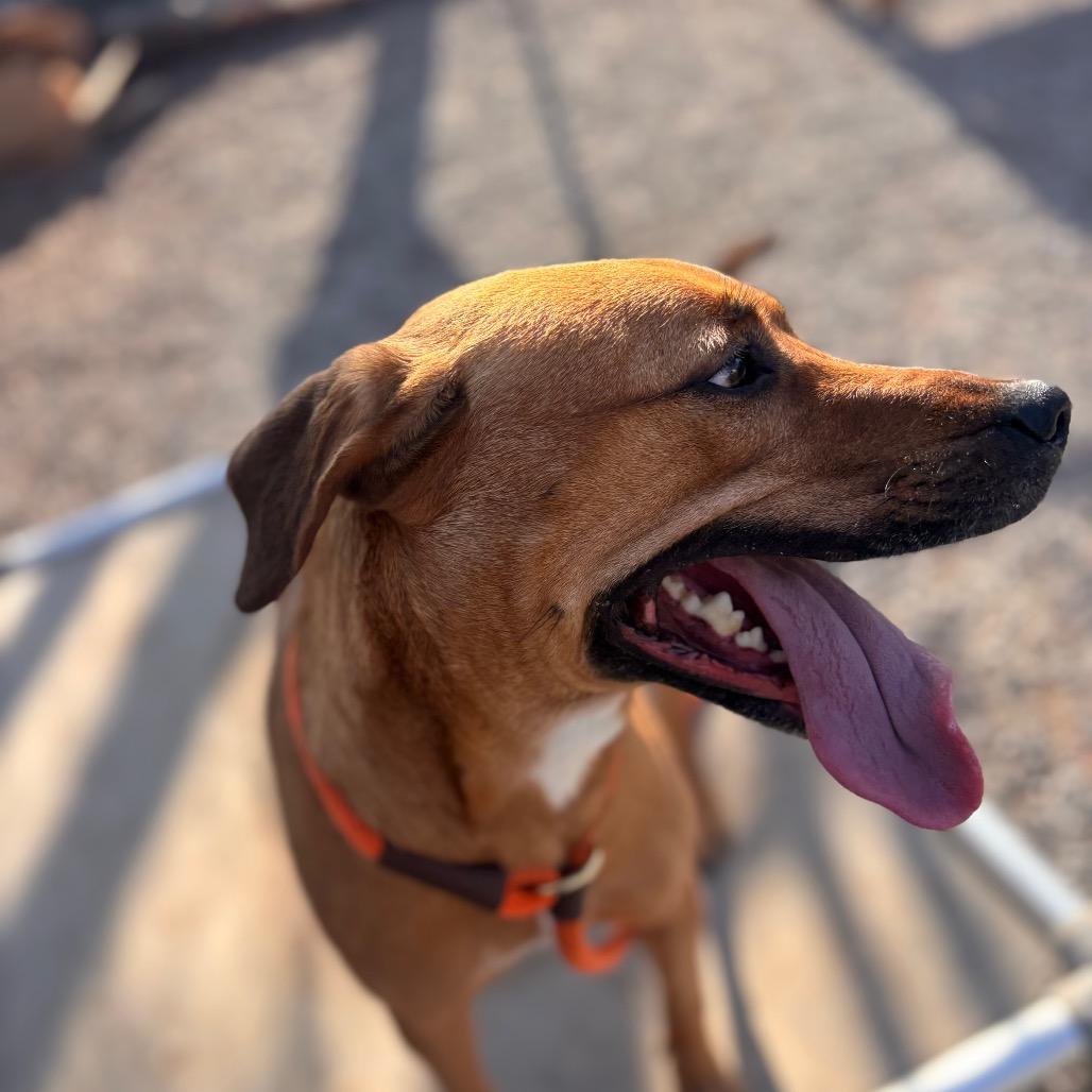 Lucy, Adoptable, Adult Female Hound & Mixed Breed.