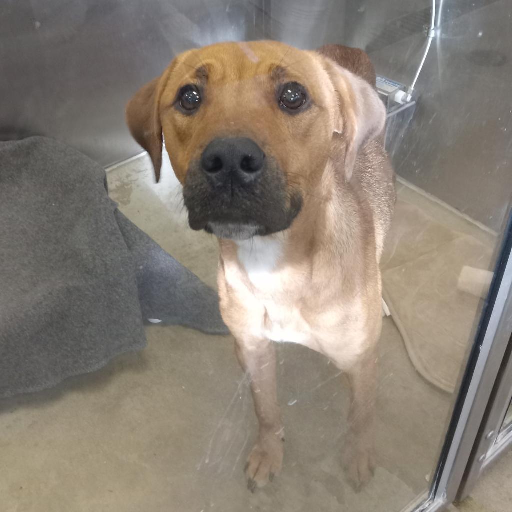 Enlarge Lucy, a Adoptable mixed breed in York, PA image 2/6