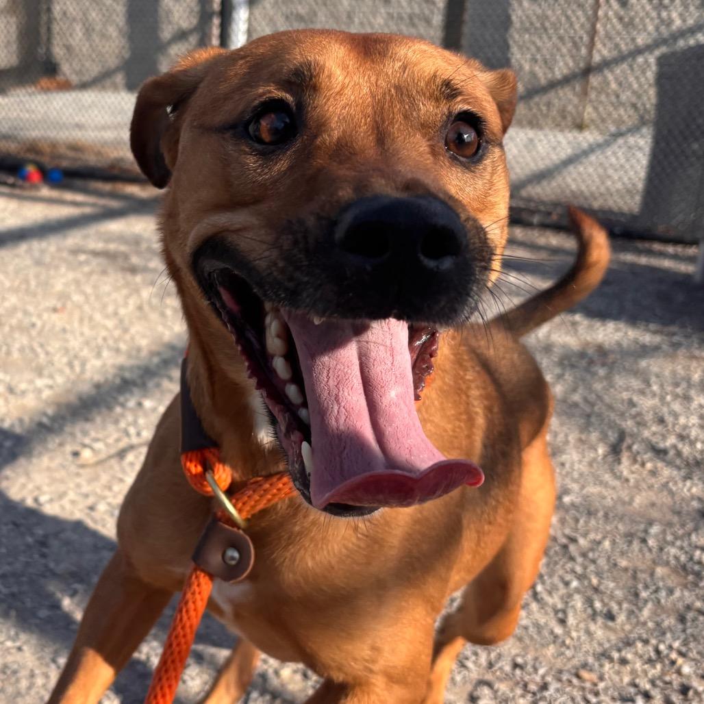 Enlarge Lucy, a Adoptable mixed breed in York, PA image 3/6