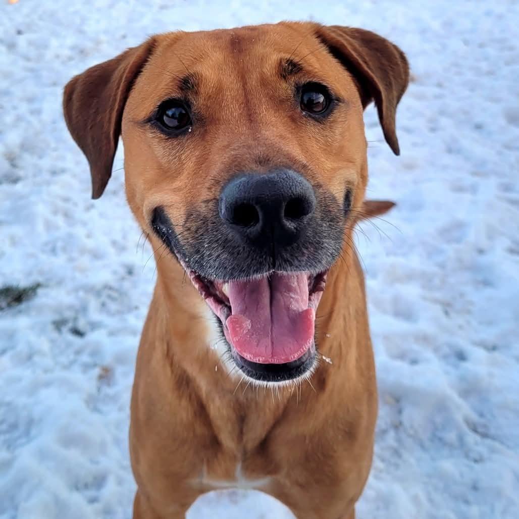 Enlarge Lucy, a Adoptable mixed breed in York, PA image 4/6