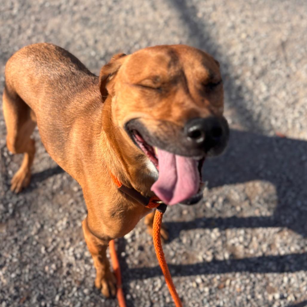 Enlarge Lucy, a Adoptable mixed breed in York, PA image 5/6