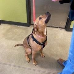 Enlarge Lucy, a Adoptable mixed breed in York, PA image 6/6