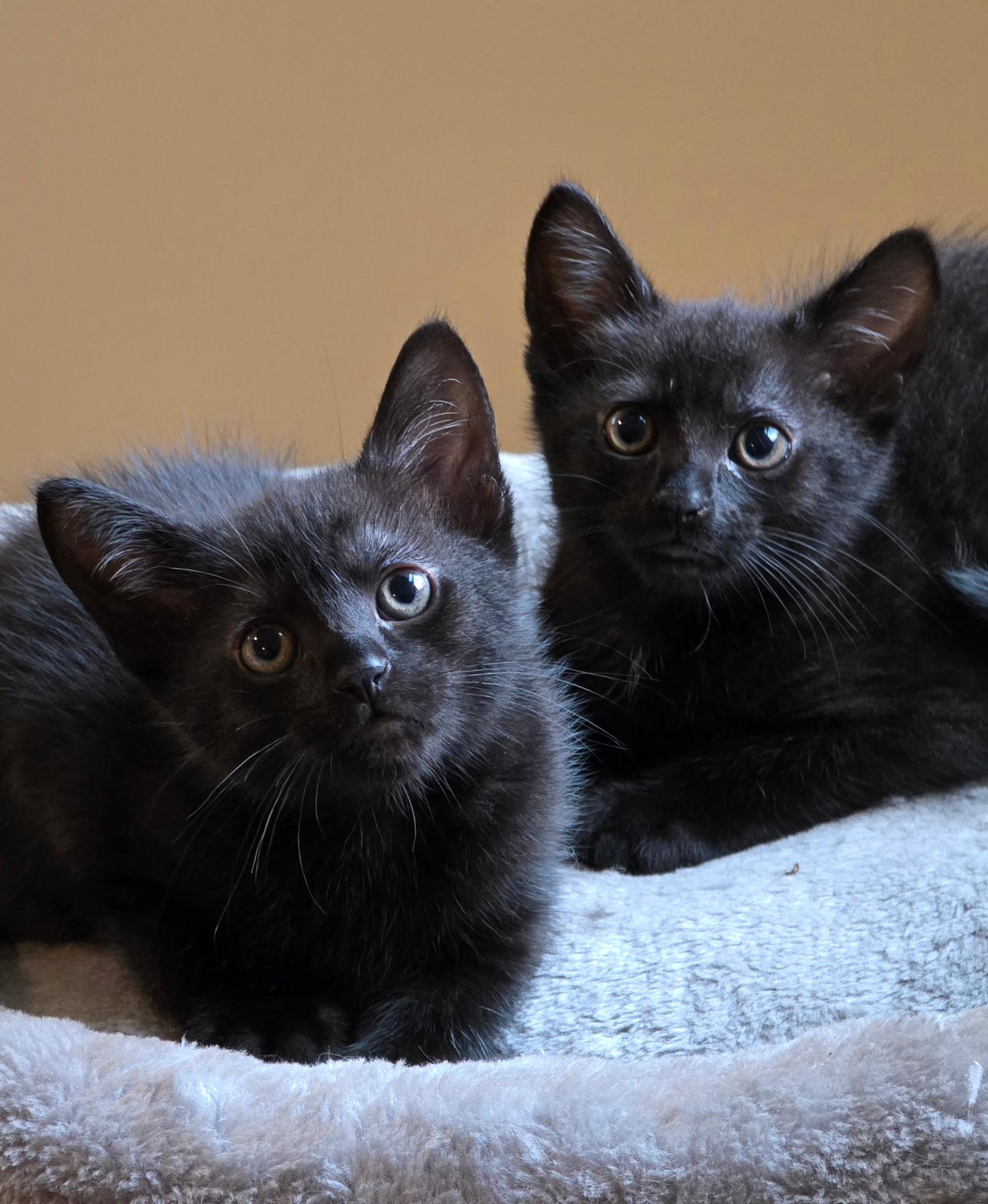 Pansy, Adoptable, Kitten Female Domestic Short Hair.
