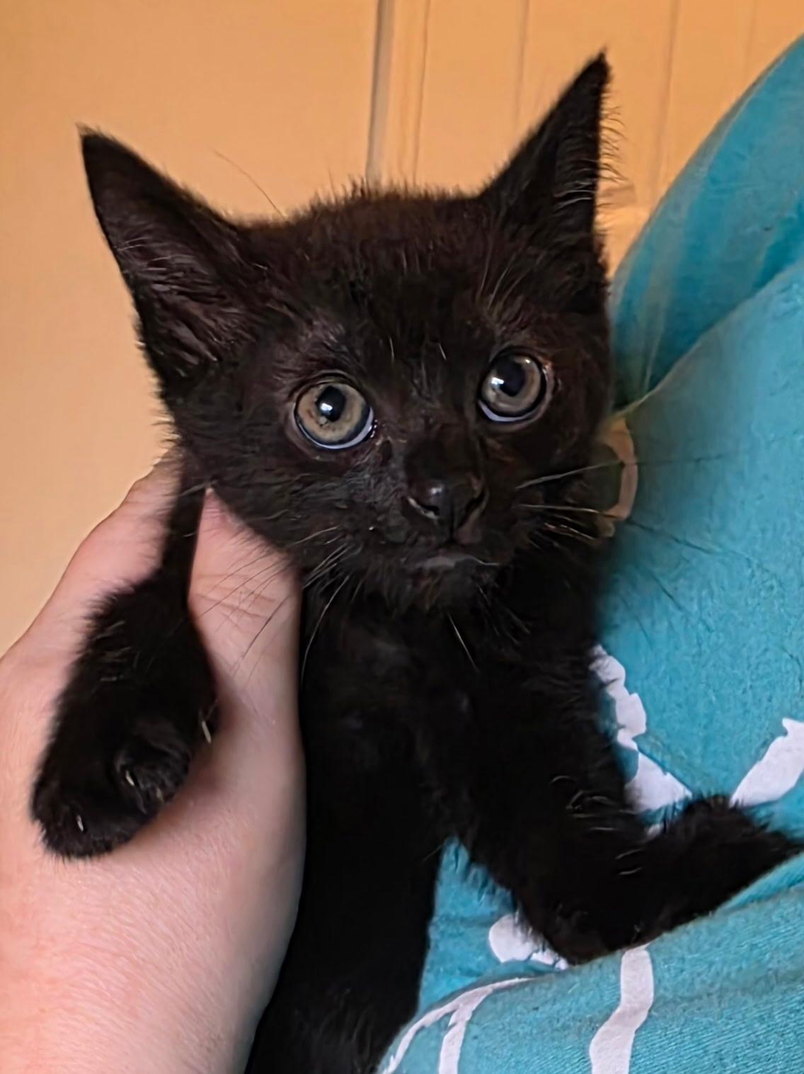 Enlarge Pansy, a Adoptable Domestic Short Hair in Johnson City, TN image 2/2