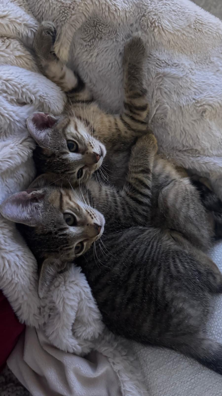 Enlarge Chloe, a Adoptable Domestic Medium Hair in Miami, FL image 2/4