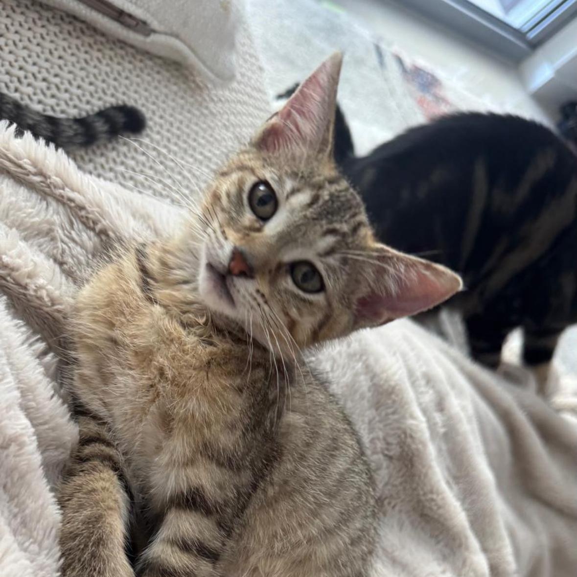 Enlarge Chloe, a Adoptable Domestic Medium Hair in Miami, FL image 1/4