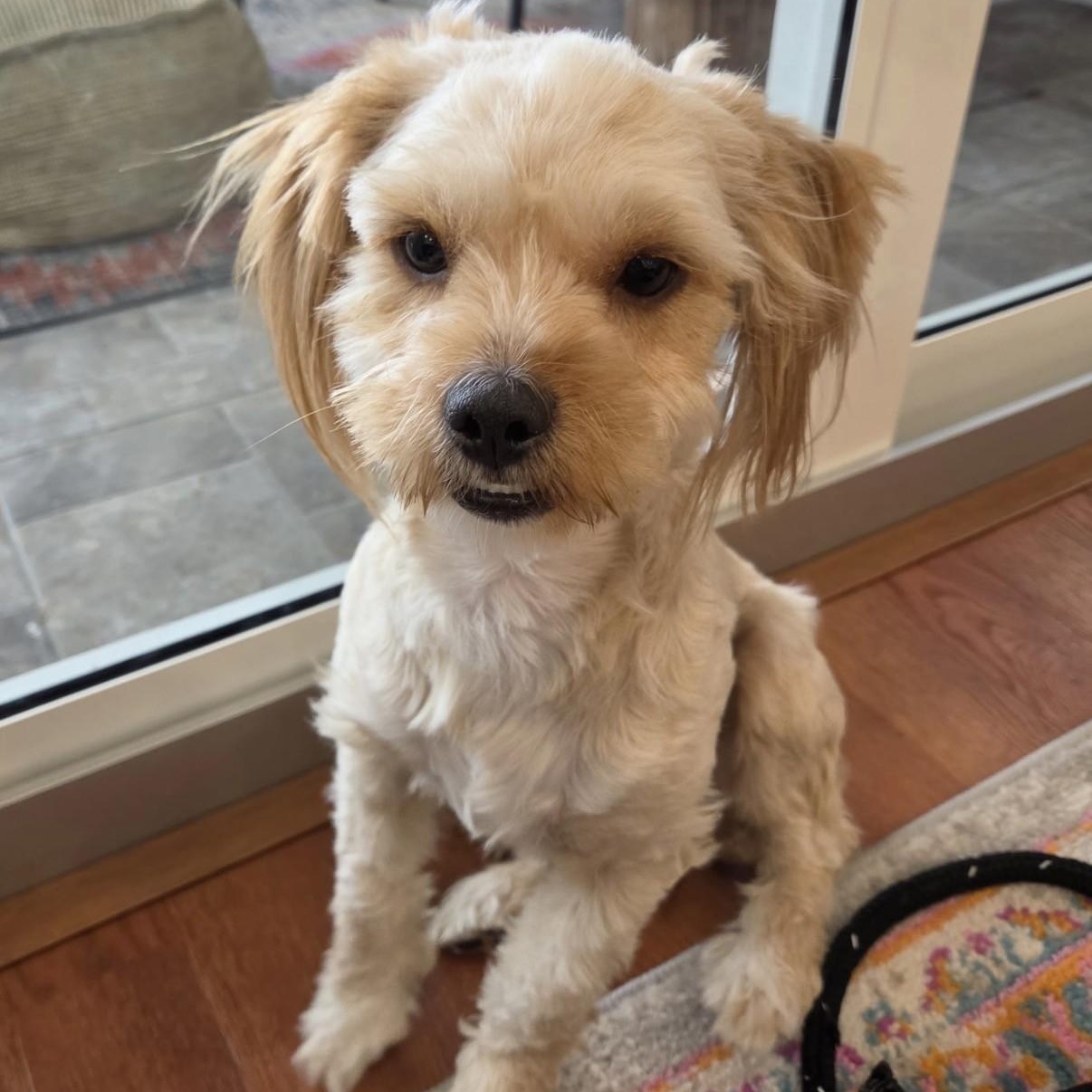 Niles, adoptable, Young Male Shih Tzu & Yorkshire Terrier.