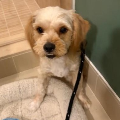 Enlarge Niles, a ADOPTABLE mixed breed in Boca Raton, FL image 5/6