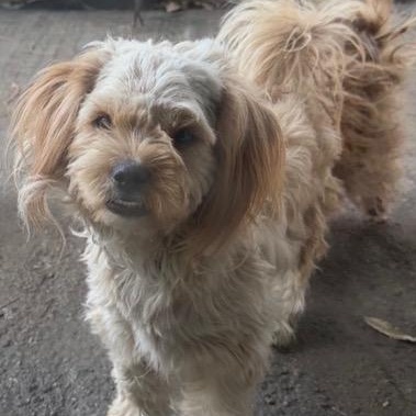 Enlarge Niles, a ADOPTABLE mixed breed in Boca Raton, FL image 6/6