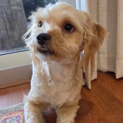 Enlarge Niles, a ADOPTABLE mixed breed in Boca Raton, FL image 4/6