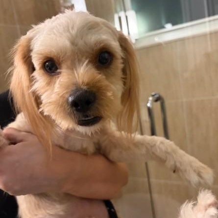 Niles, ADOPTABLE, Young Male Shih Tzu & Yorkshire Terrier.