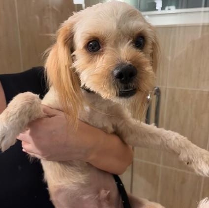 Enlarge Niles, a ADOPTABLE mixed breed in Boca Raton, FL image 2/6