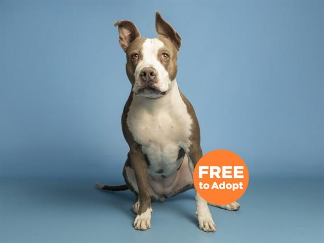 Enlarge BEATRICE, a Adoptable Pit Bull Terrier in Phoenix, AZ image 1/1