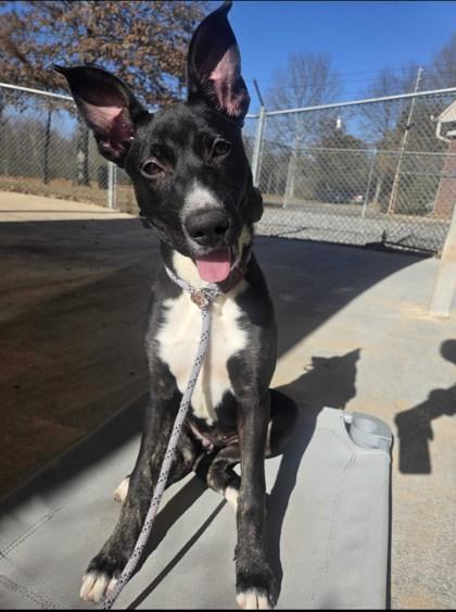 Enlarge Brooke, a Adoptable mixed breed in Cumming, GA image 1/3