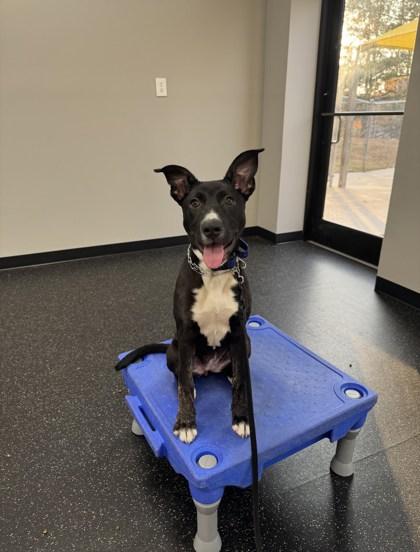 Brooke, a Adoptable mixed breed in Cumming, GA image 2/3