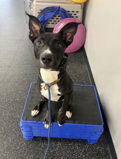 Enlarge Brooke, a Adoptable mixed breed in Cumming, GA image 3/3