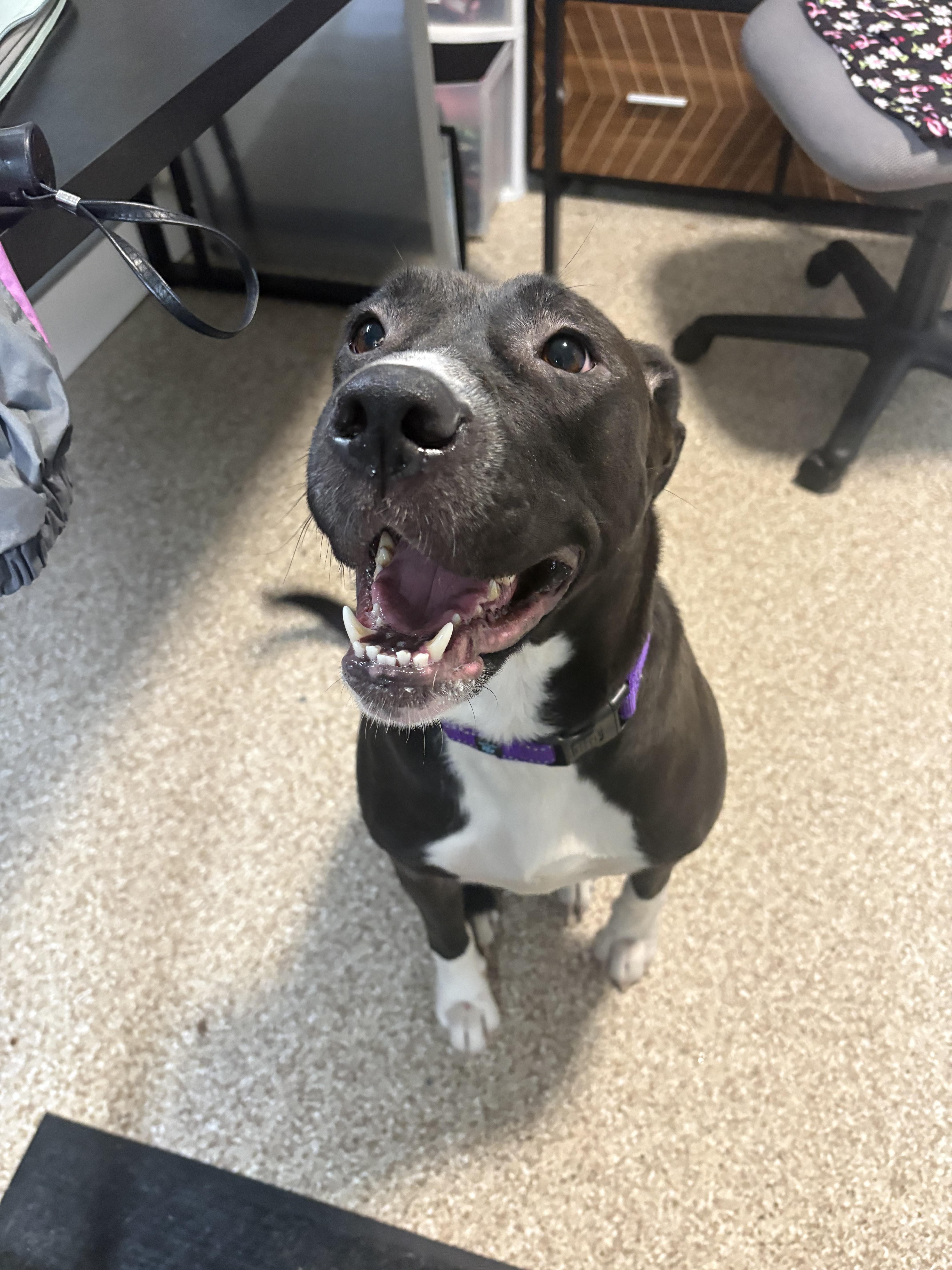 Enlarge Mabel, a Adoptable mixed breed in Dillsburg, PA image 1/4