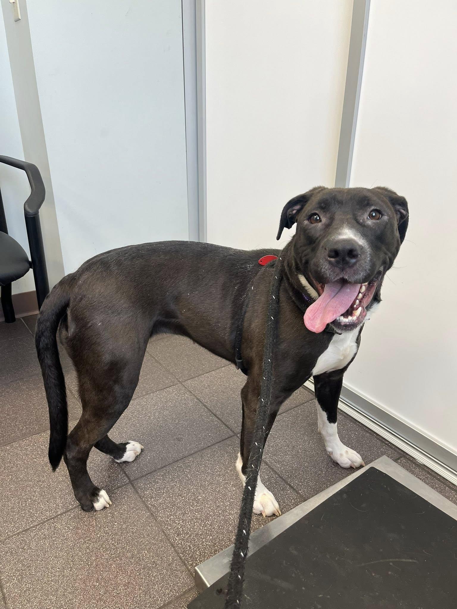 Enlarge Mabel, a Adoptable mixed breed in Dillsburg, PA image 2/4