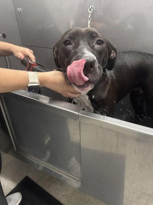 Enlarge Mabel, a Adoptable mixed breed in Dillsburg, PA image 3/4