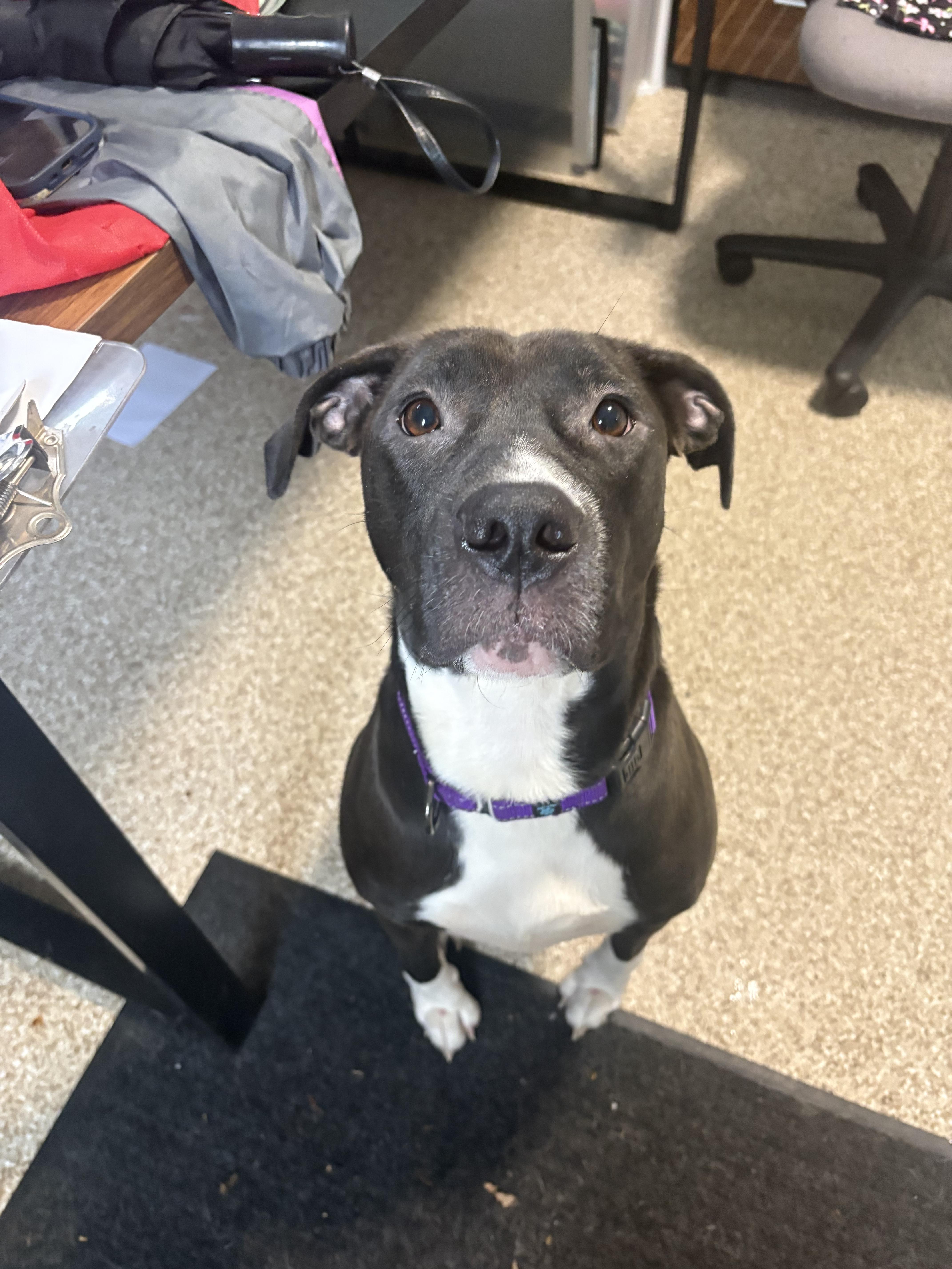 Enlarge Mabel, a Adoptable mixed breed in Dillsburg, PA image 4/4