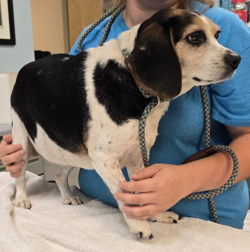 Enlarge Layla, a Adoptable Beagle in Murphysboro, IL image 3/4