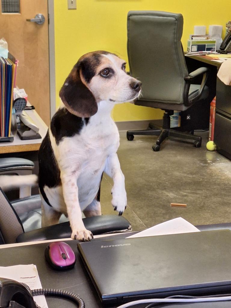 Enlarge Layla, a Adoptable Beagle in Murphysboro, IL image 2/4