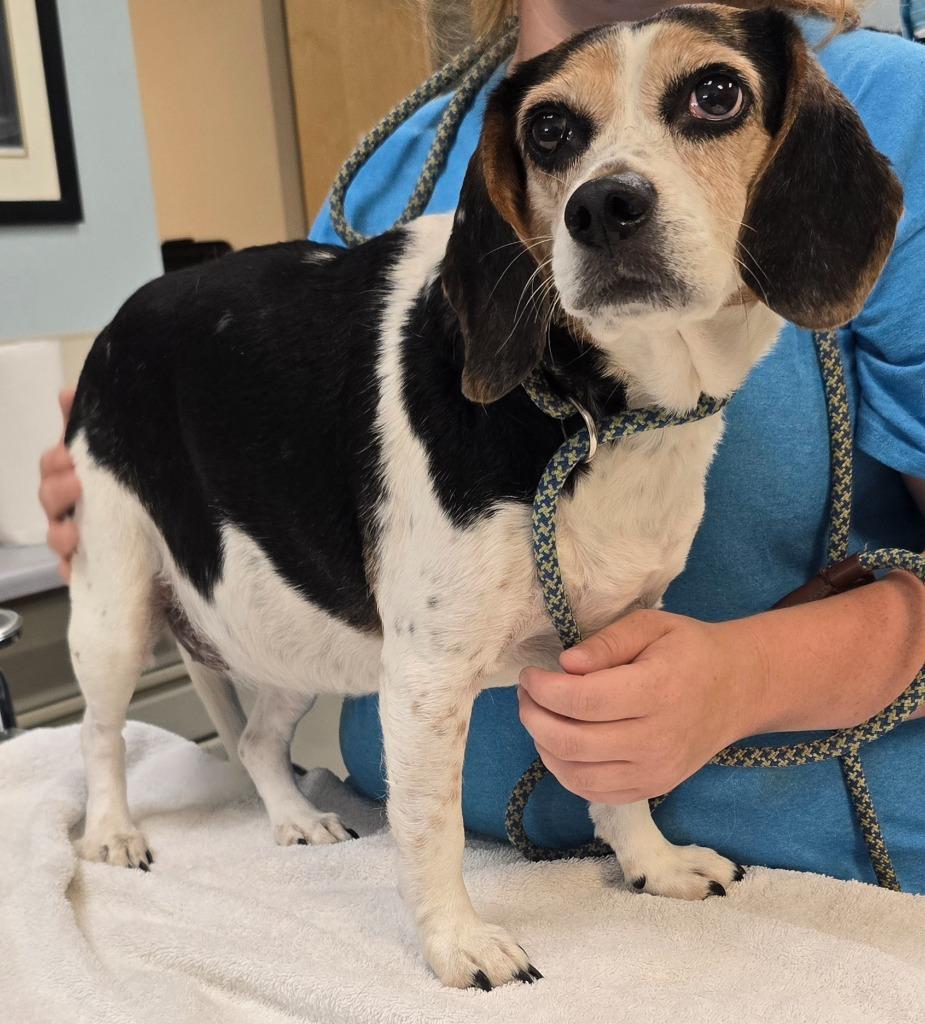Layla, Adoptable, Senior Female Beagle.