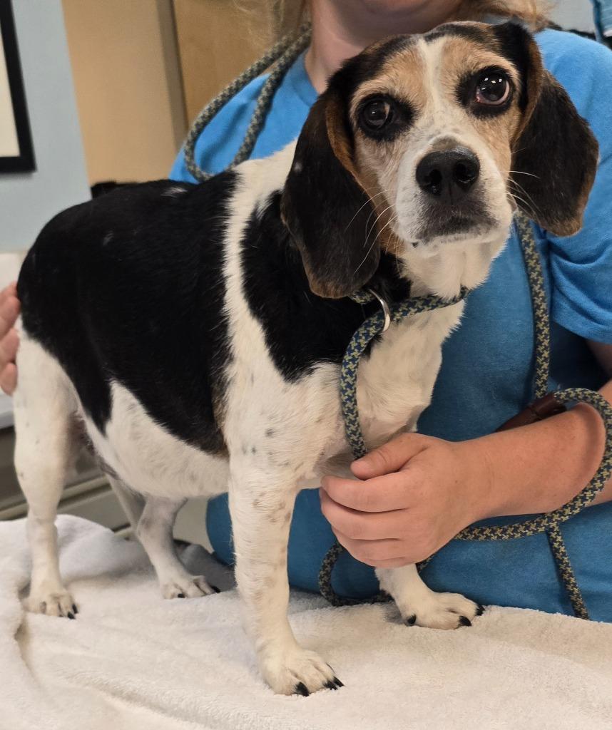 Enlarge Layla, a Adoptable Beagle in Murphysboro, IL image 4/4
