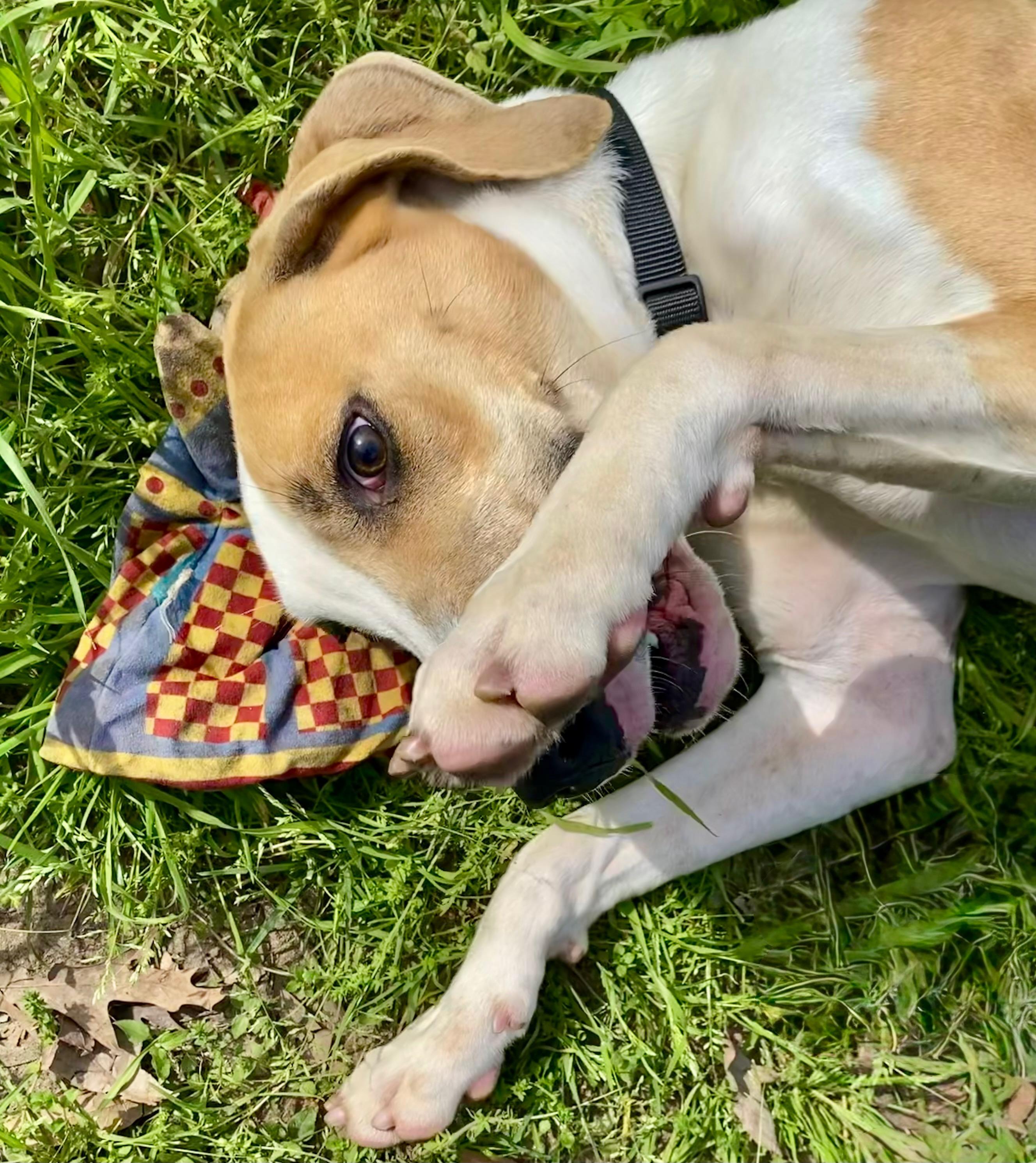 Enlarge Tucker, a Adoptable mixed breed in Seattle, WA image 5/6