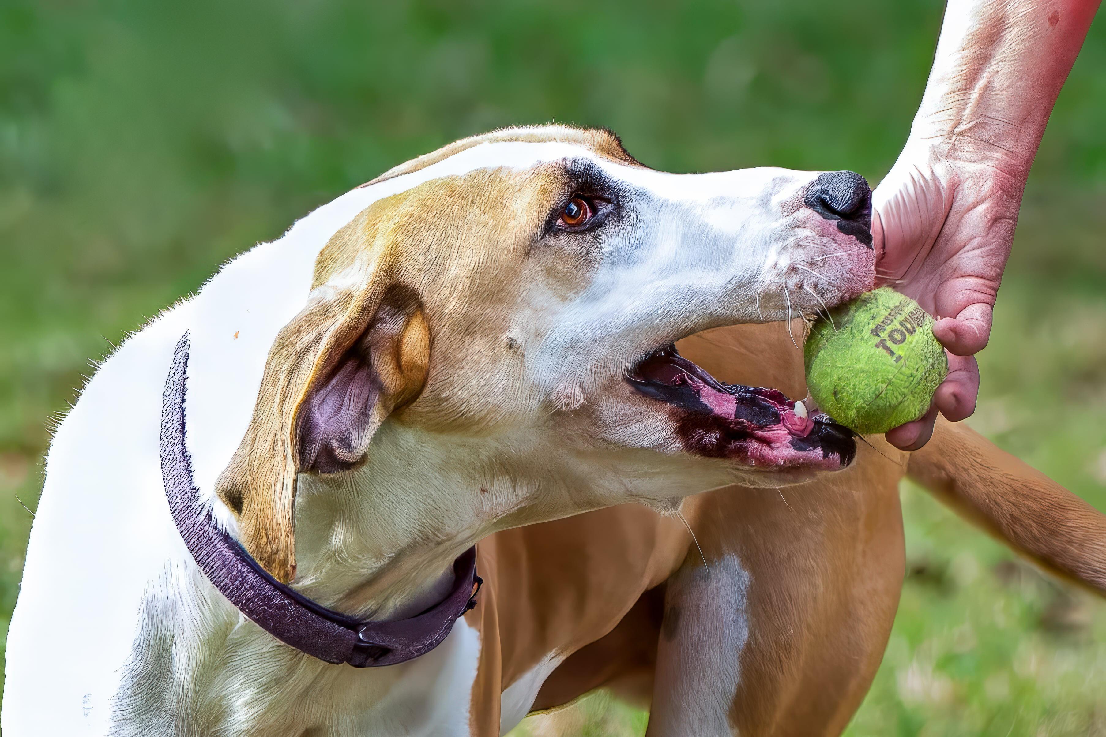 Enlarge Tucker, a Adoptable mixed breed in Seattle, WA image 4/6