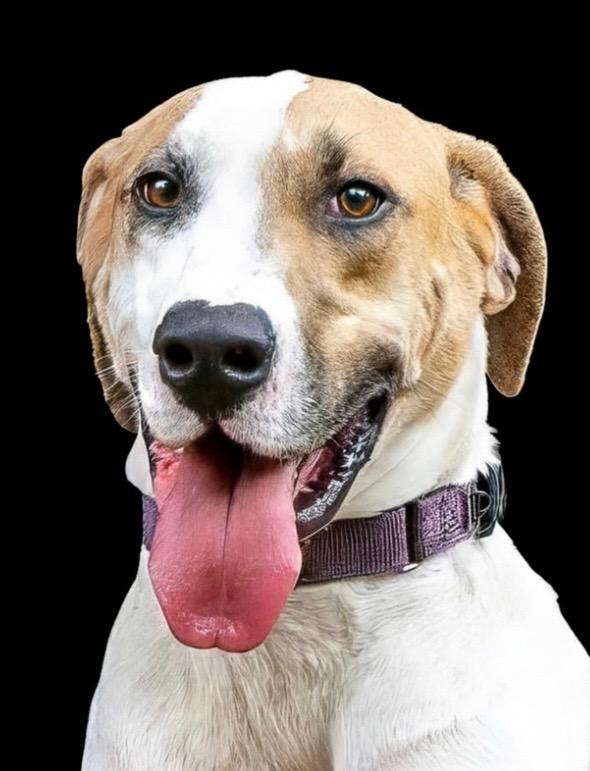 Enlarge Tucker, a Adoptable mixed breed in Seattle, WA image 1/6