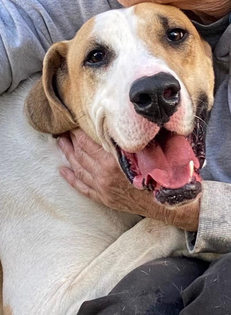 Enlarge Tucker, a Adoptable mixed breed in Seattle, WA image 2/6