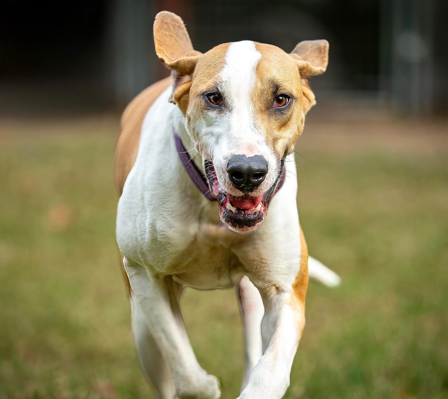 Enlarge Tucker, a Adoptable mixed breed in Seattle, WA image 6/6