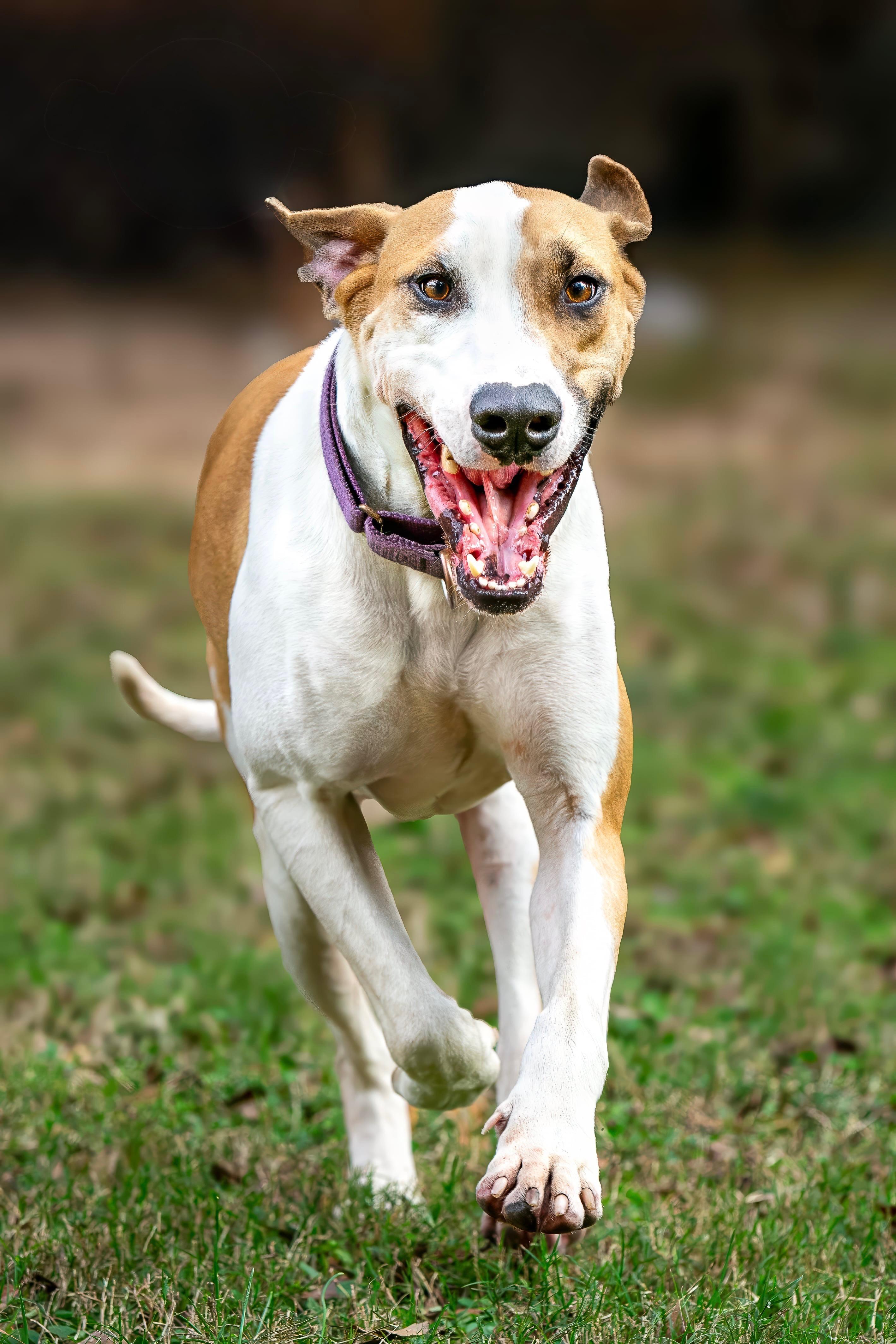 Enlarge Tucker, a Adoptable mixed breed in Seattle, WA image 3/6