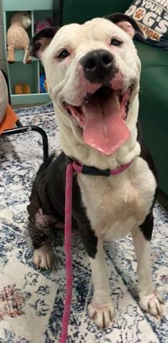 SOPHIE, Adoptable, Adult Female Pit Bull Terrier.