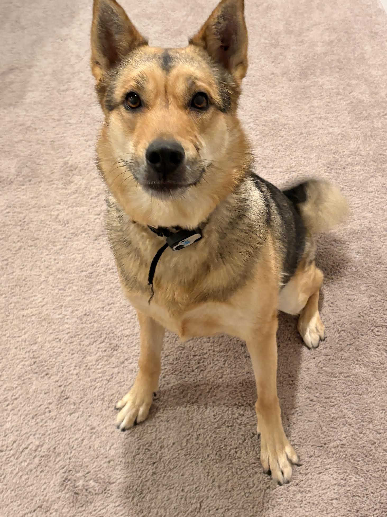 Enlarge pebbles, an adopted mixed breed in Las Vegas, NV image 2/2