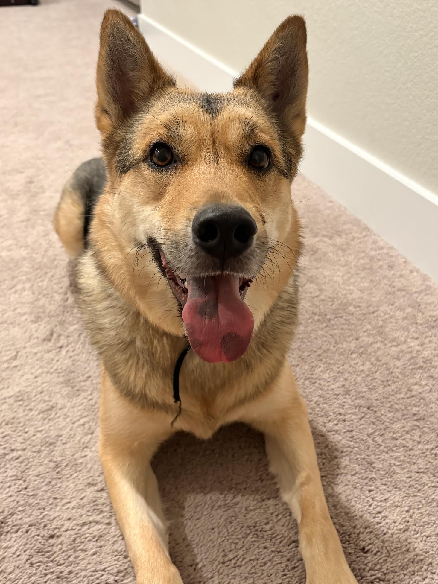 pebbles, adopted, Adult Female Husky & Shepherd.