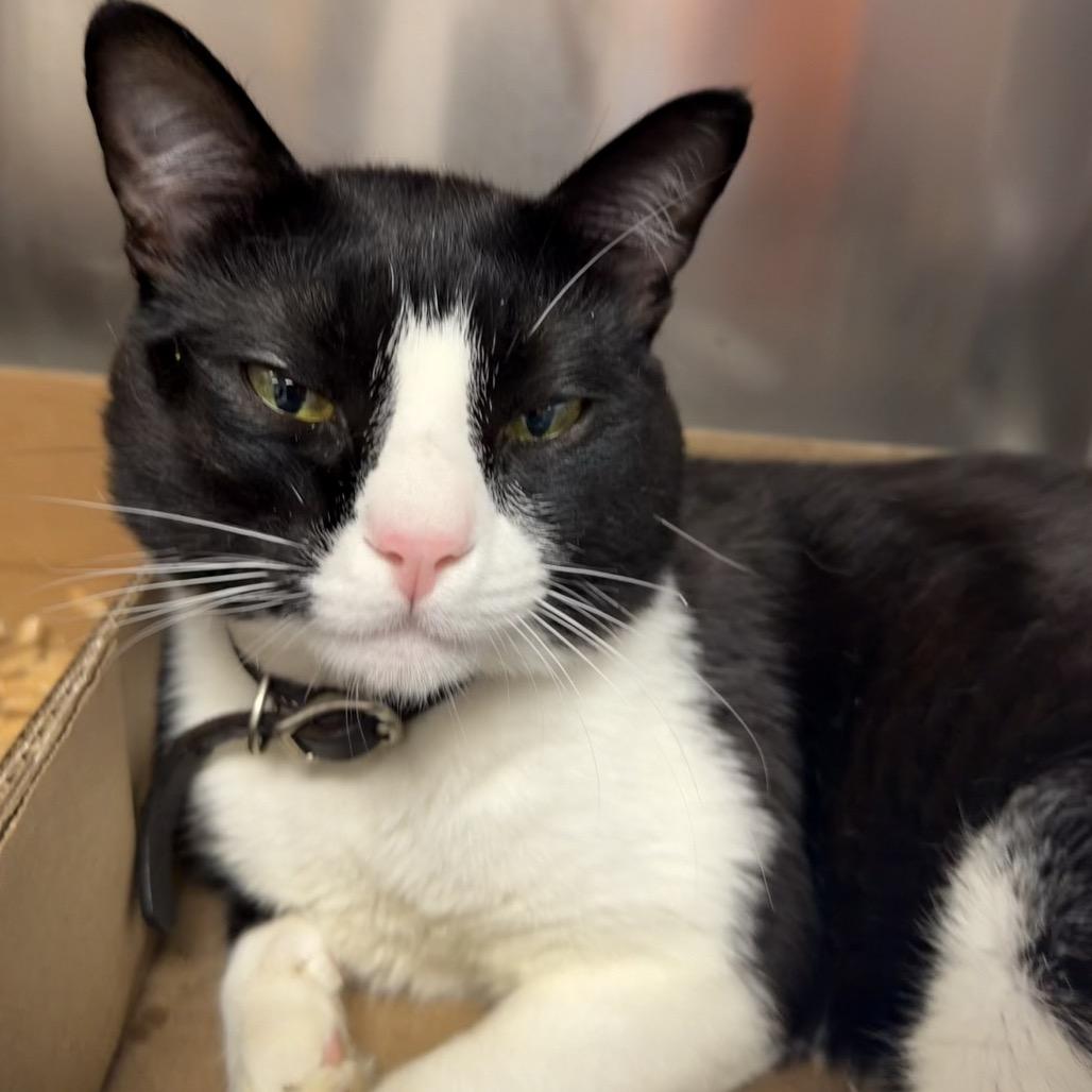 Enlarge Pocket Knife, a Adoptable Domestic Short Hair in Westminster, CA image 1/2