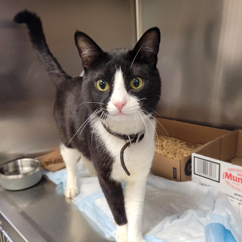 Enlarge Pocket Knife, a Adoptable Domestic Short Hair in Westminster, CA image 2/2