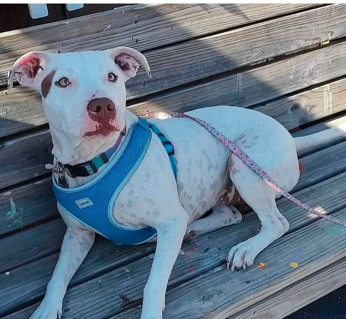 Nina, a Adoptable Pit Bull Terrier in Oregon, OH image 4/4