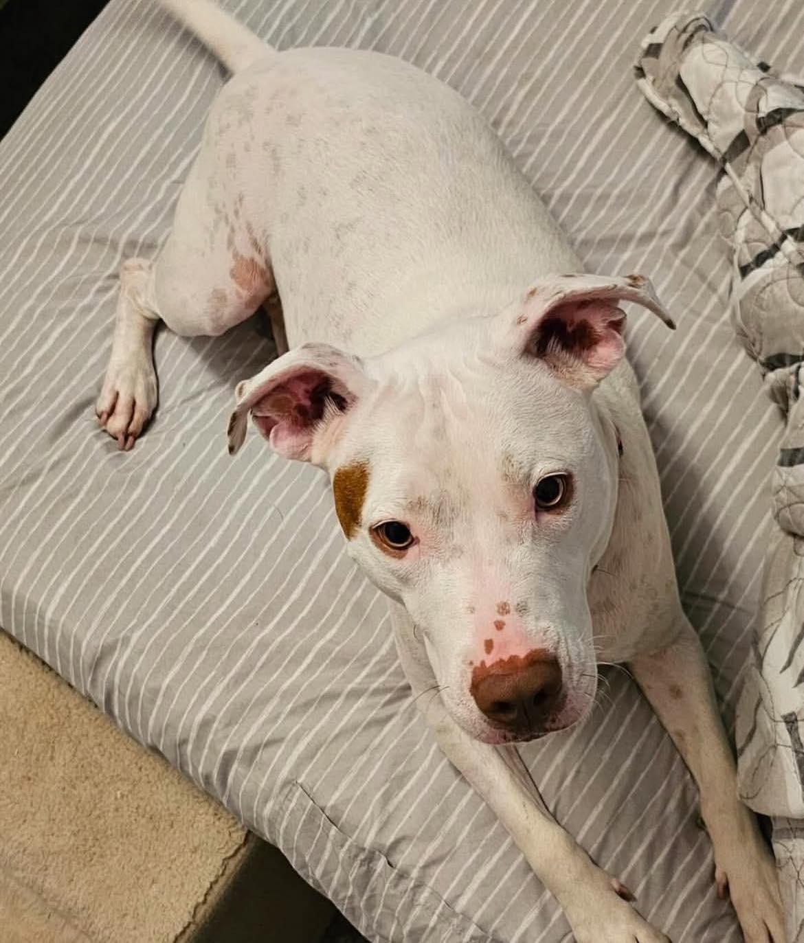 Nina, Adoptable, Adult Female Pit Bull Terrier.