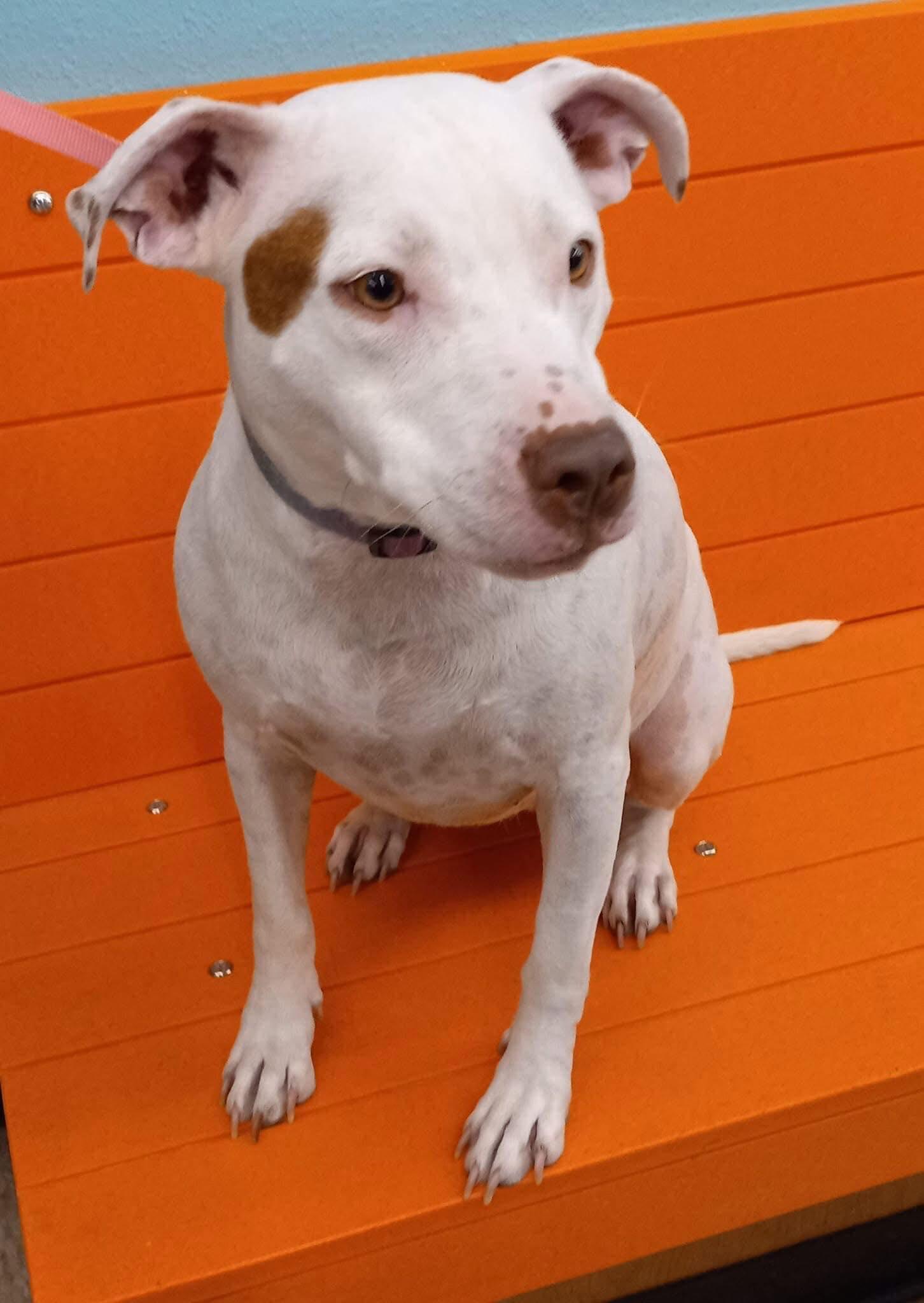 Nina, a Adoptable Pit Bull Terrier in Oregon, OH image 3/4