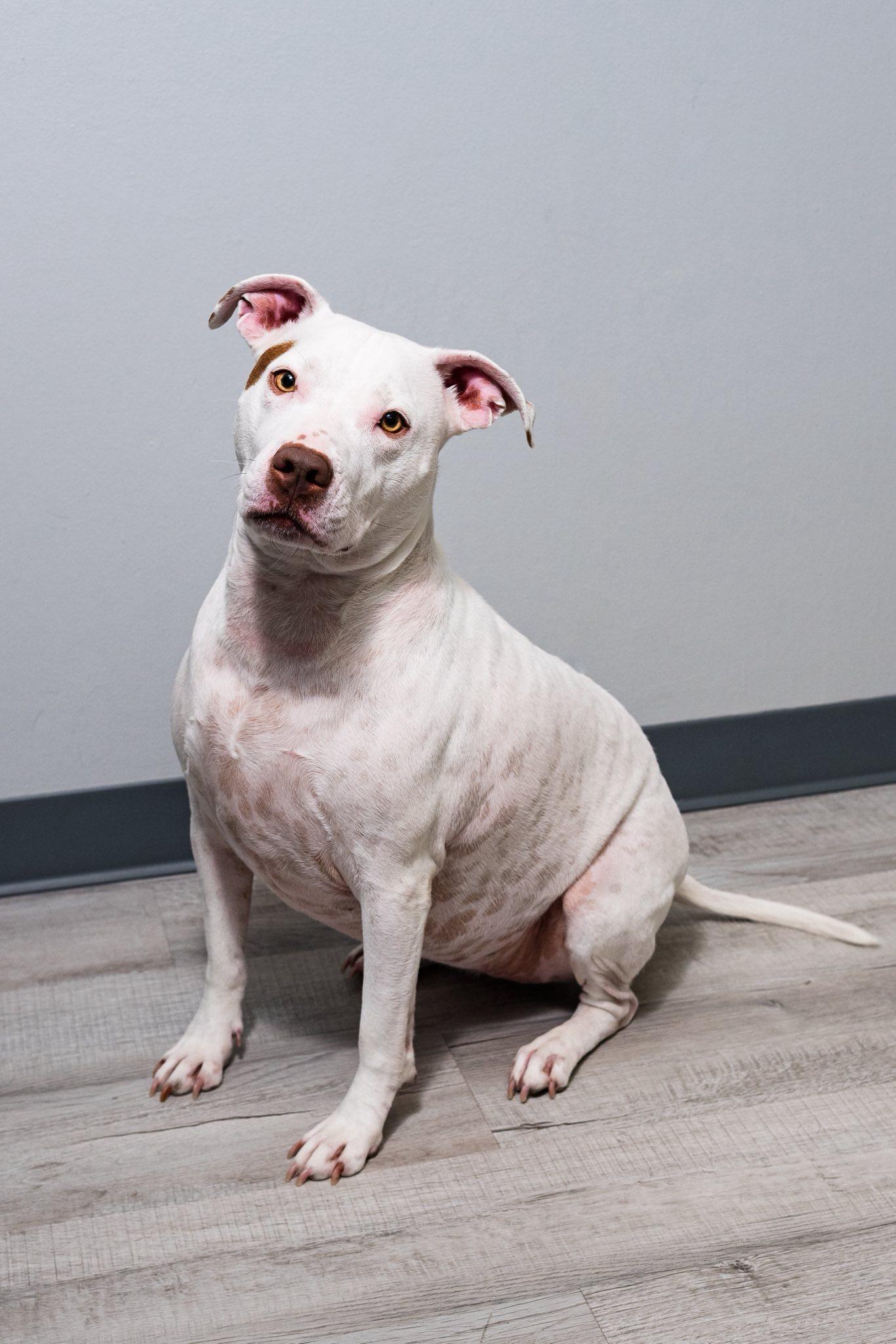 Nina, a Adoptable Pit Bull Terrier in Oregon, OH image 2/3