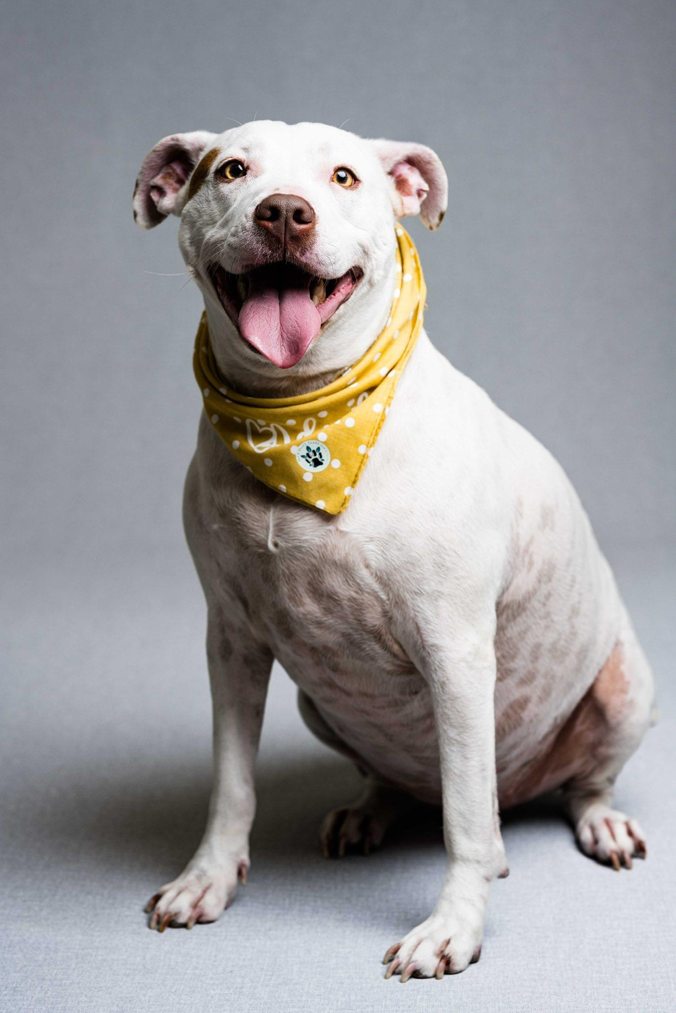 Nina, Adoptable, Adult Female Pit Bull Terrier.