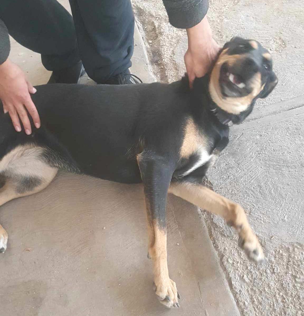 Lisi(2), an adoptable Rottweiler in Mexicali, BCN, 21280 | Photo Image 2