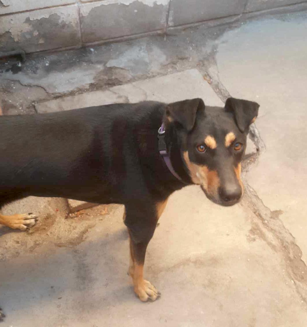 Lisi(2), an adoptable Rottweiler in Mexicali, BCN, 21280 | Photo Image 3