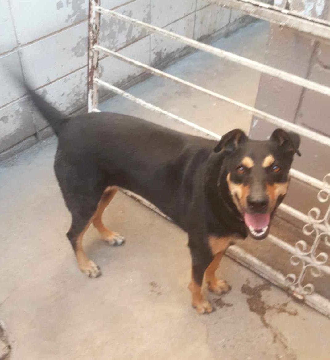 Lisi(2), an adoptable Rottweiler in Mexicali, BCN, 21280 | Photo Image 1