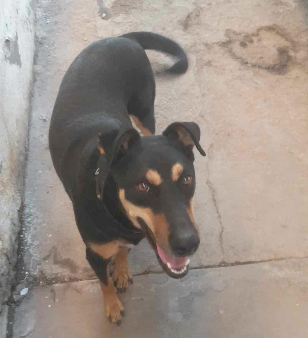 Lisi(2), an adoptable Rottweiler in Mexicali, BCN, 21280 | Photo Image 4